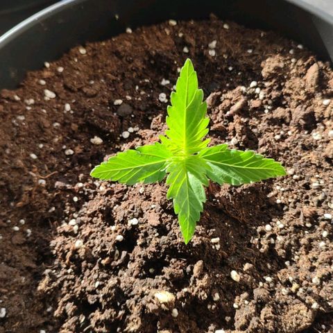Alien Technology growlog timeline photo