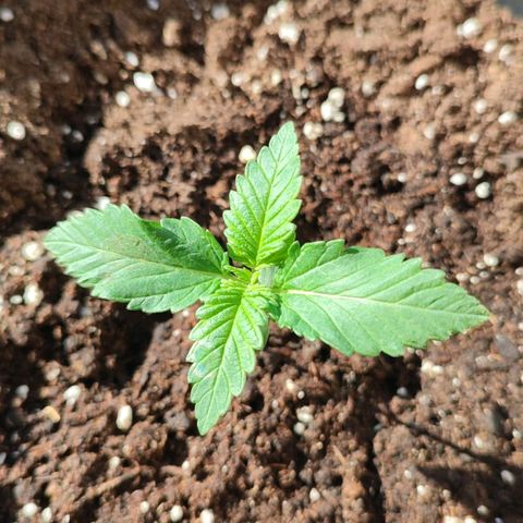 Gelato Kush growlog timeline photo