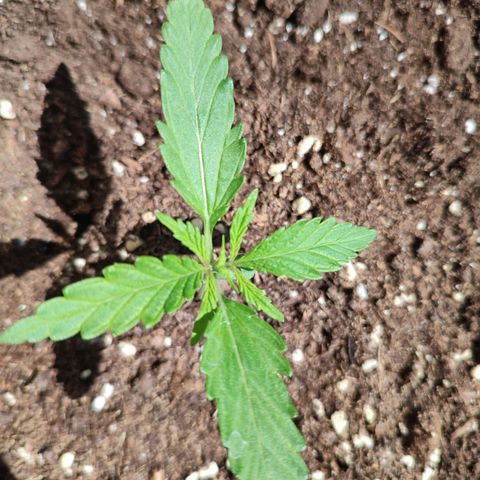 Cinderella 99 2016 growlog photo: Daily checkup.
Everything seems to be just fine ☺️
