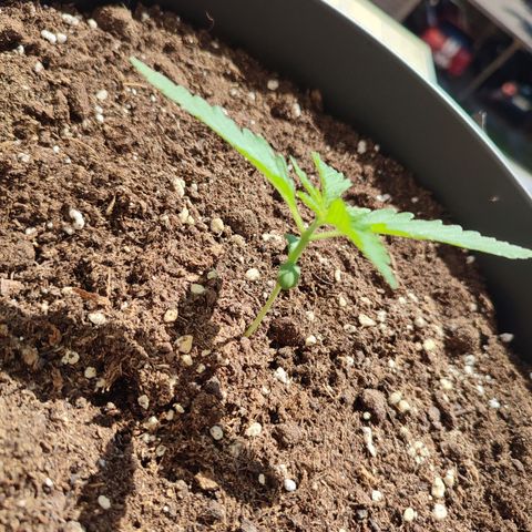 Cinderella 99 2016 growlog photo: Daily checkup.
Everything seems to be just fine ☺️