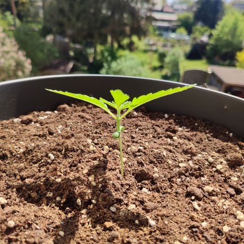 Cinderella 99 2016 growlog photo: Daily checkup.
Everything seems to be just fine ☺️