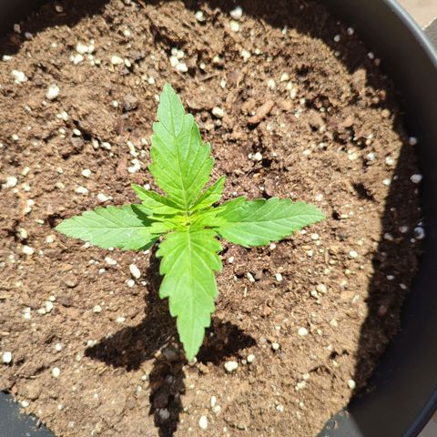 Alien Technology growlog photo: Daily checkup. Everything seems to be good 😊