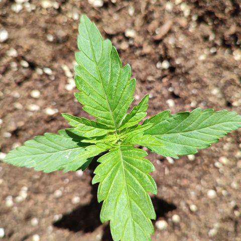 Alien Technology growlog photo: Daily checkup. Everything seems to be good 😊