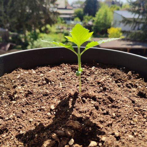 Alien Technology growlog photo: Daily checkup. Everything seems to be good 😊