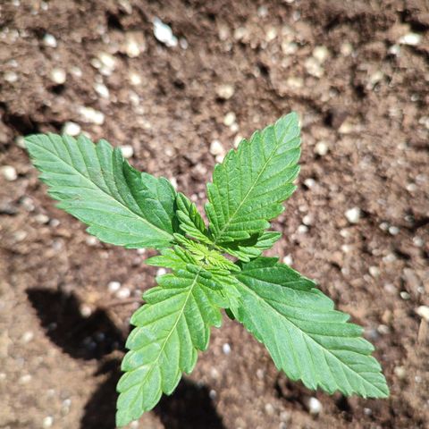 Gelato Kush growlog photo: Daily checkup. Everything seems to be fine ☺️