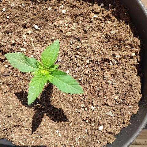 Gelato Kush growlog photo: Daily checkup. Everything seems to be fine ☺️