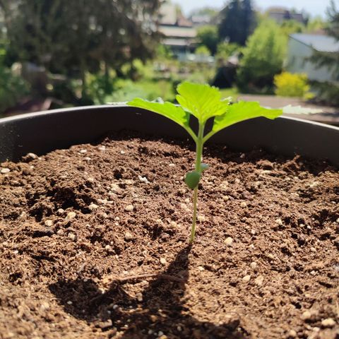 Gelato Kush growlog timeline photo