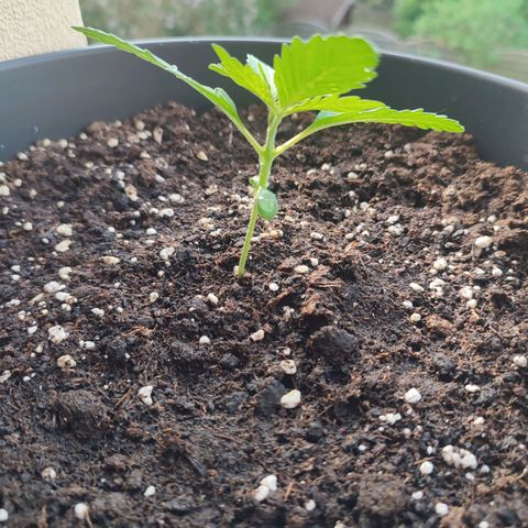 Cinderella 99 2016 growlog photo: New photos about the development of my plants. The next few days will be very sunny and warm, I'm looking forward to seeing how they grow.