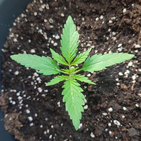 Cinderella 99 2016 growlog photo: New photos about the development of my plants. The next few days will be very sunny and warm, I'm looking forward to seeing how they grow.