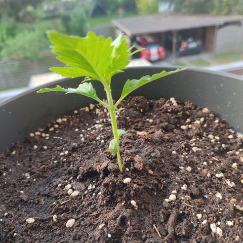 Alien Technology growlog photo: New photos about the development of my plants. The next few days will be very sunny and warm, I'm looking forward to seeing how they grow