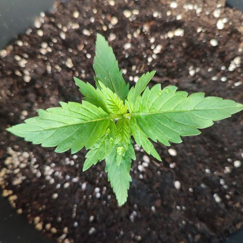 Alien Technology growlog photo: New photos about the development of my plants. The next few days will be very sunny and warm, I'm looking forward to seeing how they grow