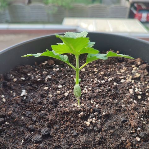 Gelato Kush growlog photo: New photos about the development of my plants. The next few days will be very sunny and warm, I'm looking forward to seeing how they grow
