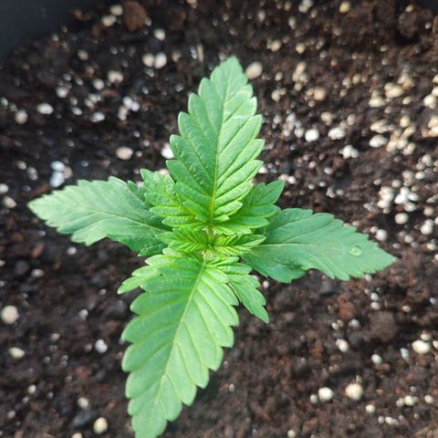 Gelato Kush growlog photo: New photos about the development of my plants. The next few days will be very sunny and warm, I'm looking forward to seeing how they grow