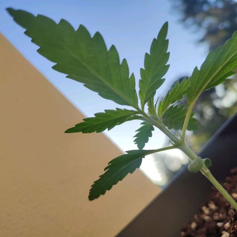 Cinderella 99 2016 growlog timeline photo