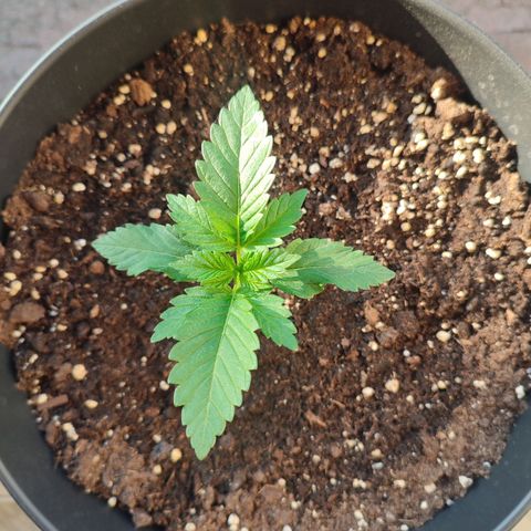 Gelato Kush growlog timeline photo