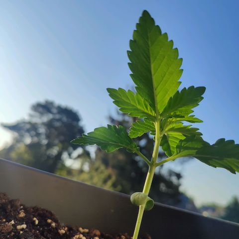 Gelato Kush growlog timeline photo
