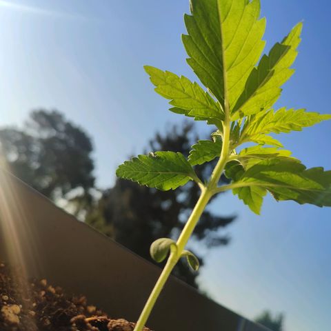 Alien Technology growlog timeline photo