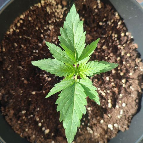 Alien Technology growlog timeline photo