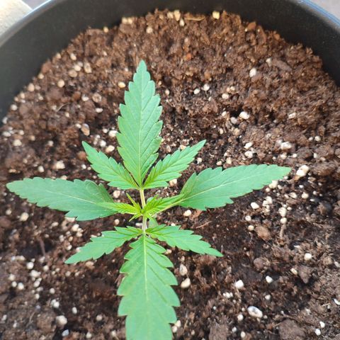 Cinderella 99 2016 growlog timeline photo