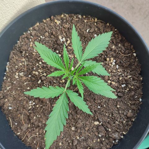 Cinderella 99 2016 growlog timeline photo