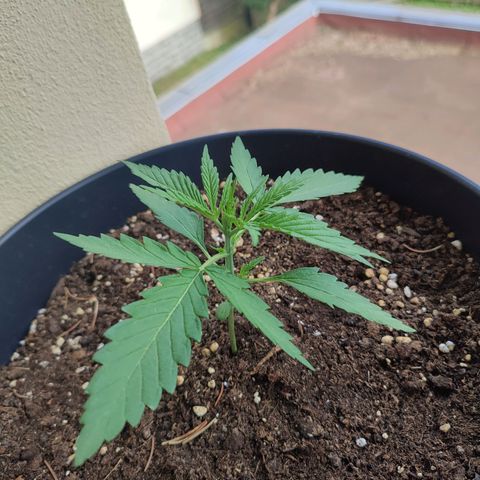 Cinderella 99 2016 growlog timeline photo