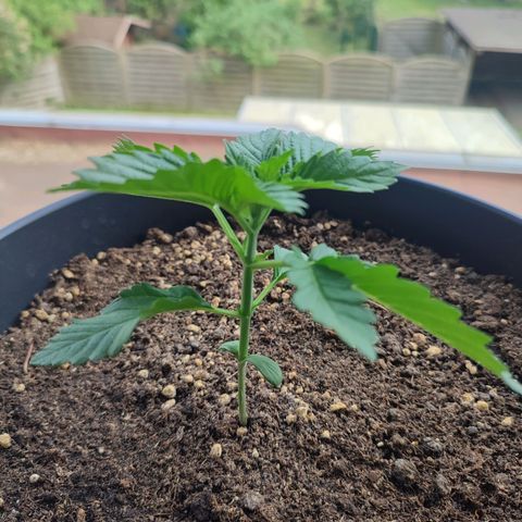 Gelato Kush growlog timeline photo