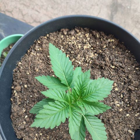 Gelato Kush growlog timeline photo