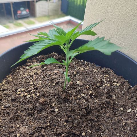 Alien Technology growlog photo: My absolutely favorite so far.

It is so beautiful 😍