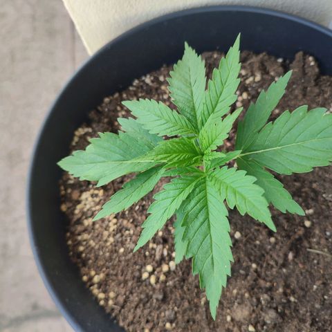 Alien Technology growlog photo: My absolutely favorite so far.

It is so beautiful 😍