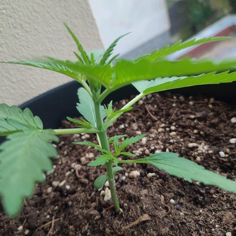 Cinderella 99 2016 growlog timeline photo