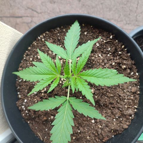 Cinderella 99 2016 growlog timeline photo