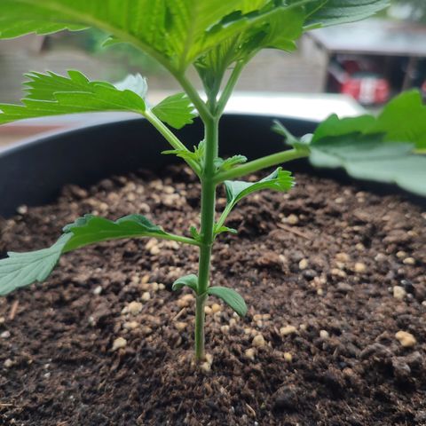 Gelato Kush growlog timeline photo