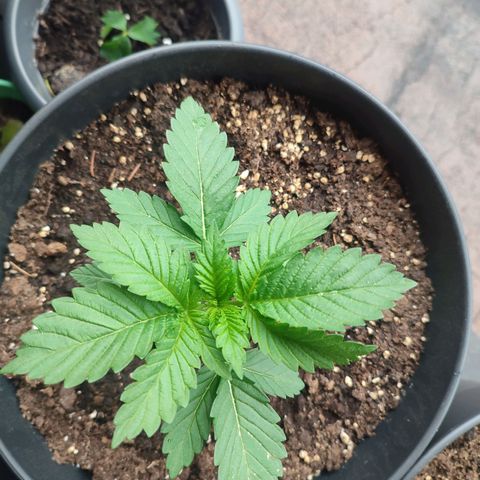 Gelato Kush growlog timeline photo