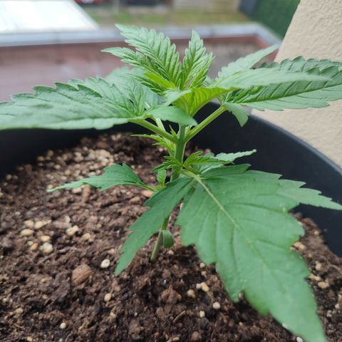 Alien Technology growlog timeline photo