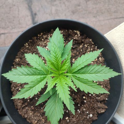 Alien Technology growlog timeline photo