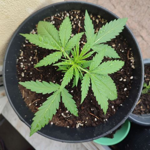 Cinderella 99 2016 growlog timeline photo