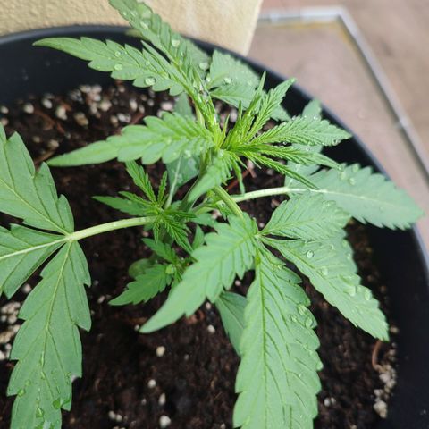 Cinderella 99 2016 growlog timeline photo