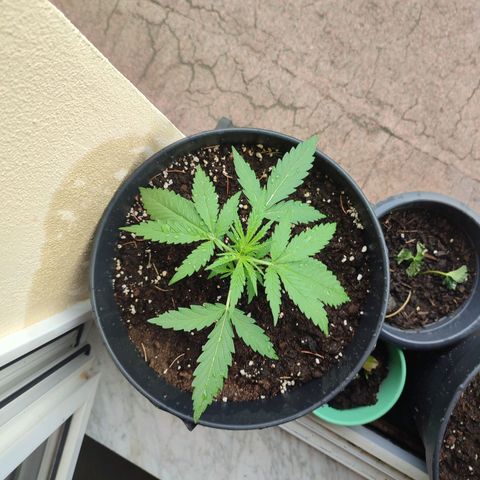 Cinderella 99 2016 growlog timeline photo