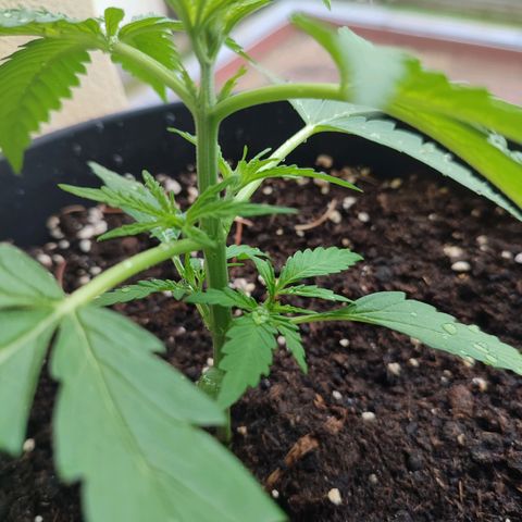Cinderella 99 2016 growlog timeline photo