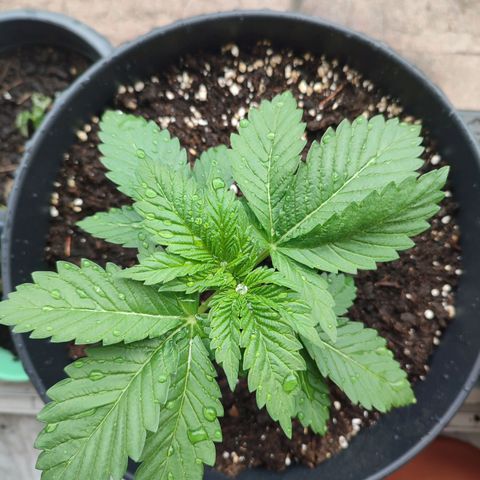 Gelato Kush growlog timeline photo