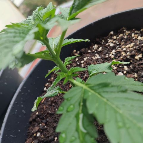 Gelato Kush growlog timeline photo