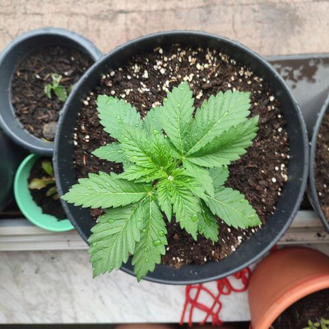 Gelato Kush growlog timeline photo