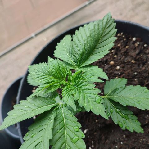 Gelato Kush growlog timeline photo