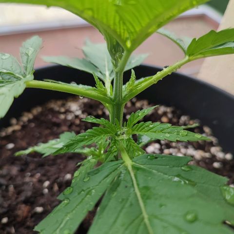 Alien Technology growlog timeline photo