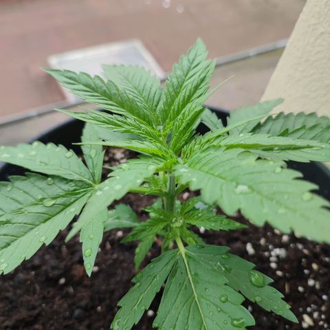 Alien Technology growlog timeline photo