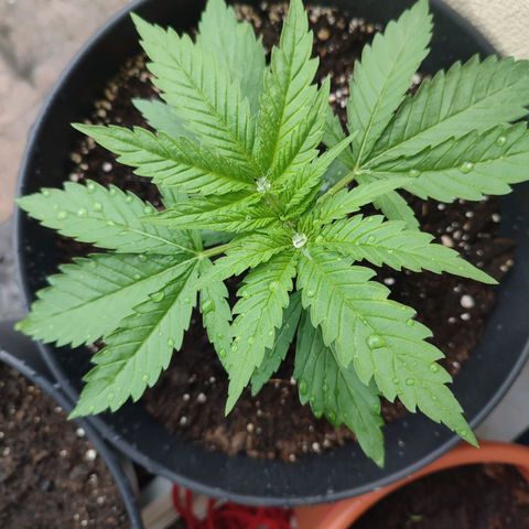 Alien Technology growlog timeline photo