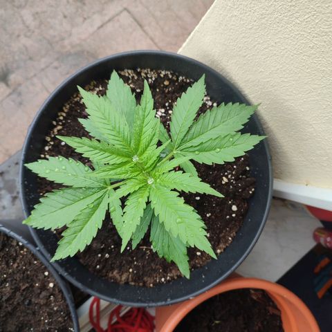 Alien Technology growlog timeline photo
