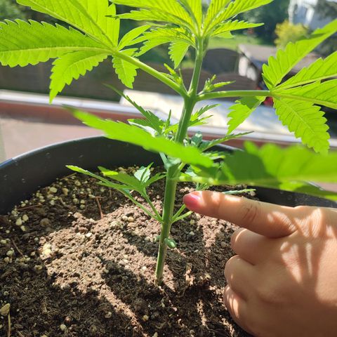Cinderella 99 2016 growlog timeline photo