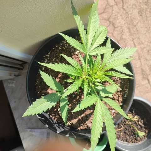 Cinderella 99 2016 growlog timeline photo