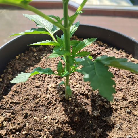 Gelato Kush growlog timeline photo